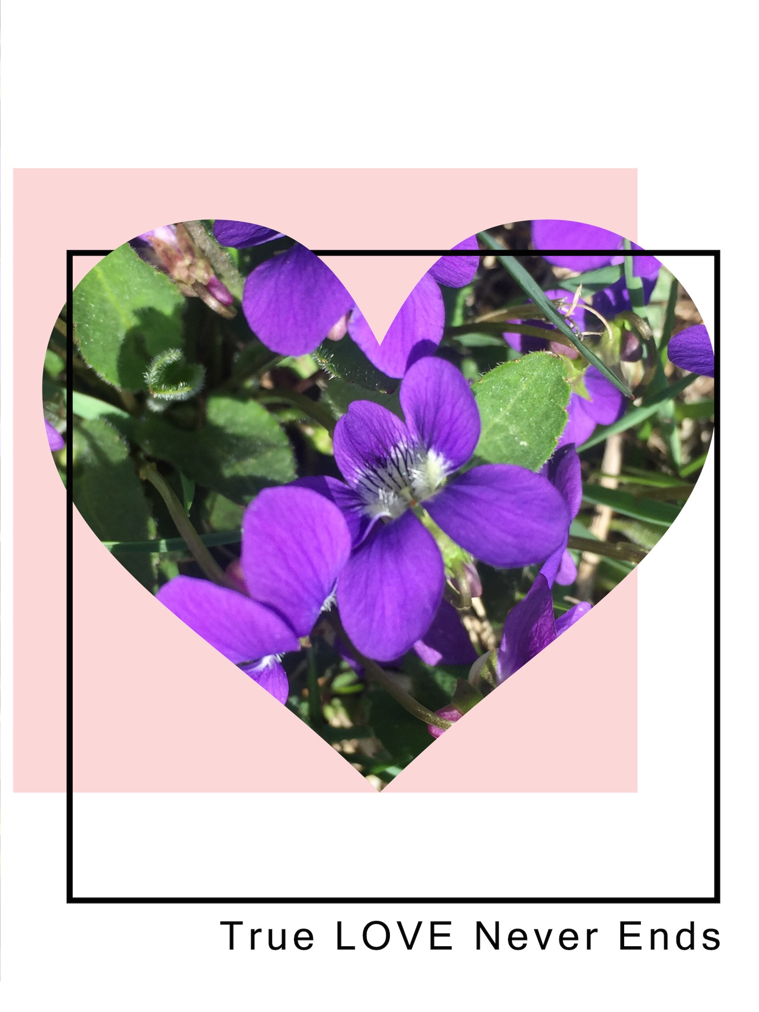 VIOLETS ARE BLUE!