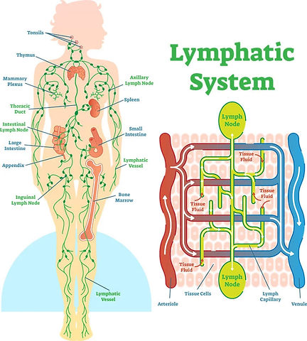 lymphatic-system.jpg