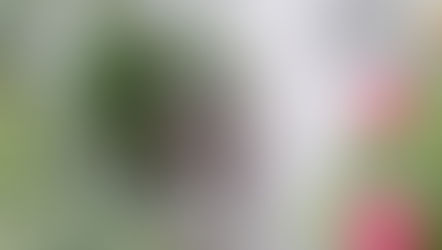 梅雨中～梅雨開けのバラ管理