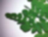 Moringa