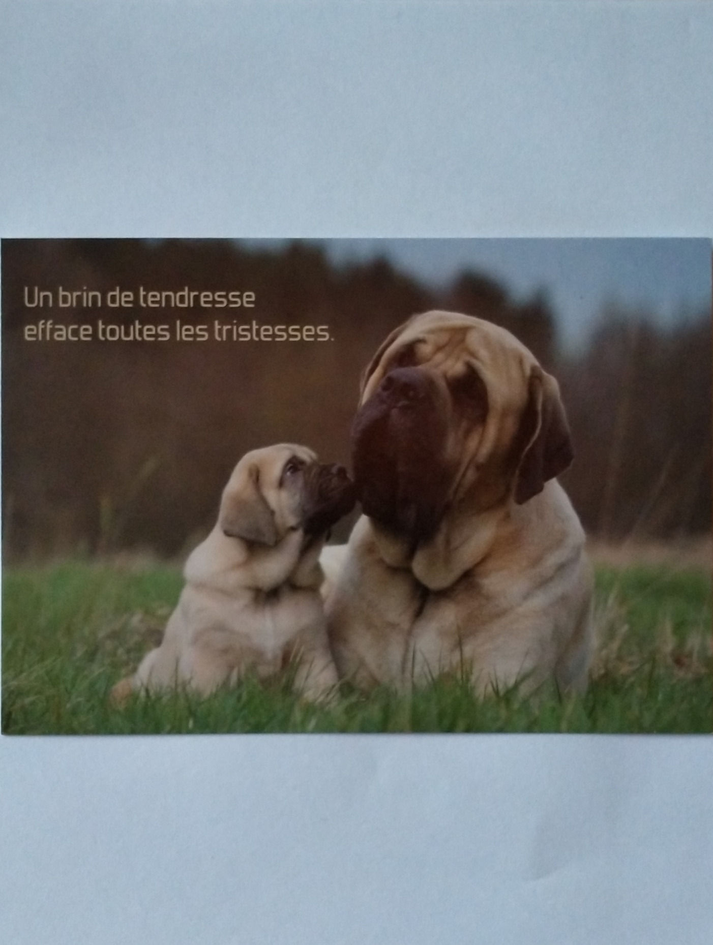 Carte chiens tendresse