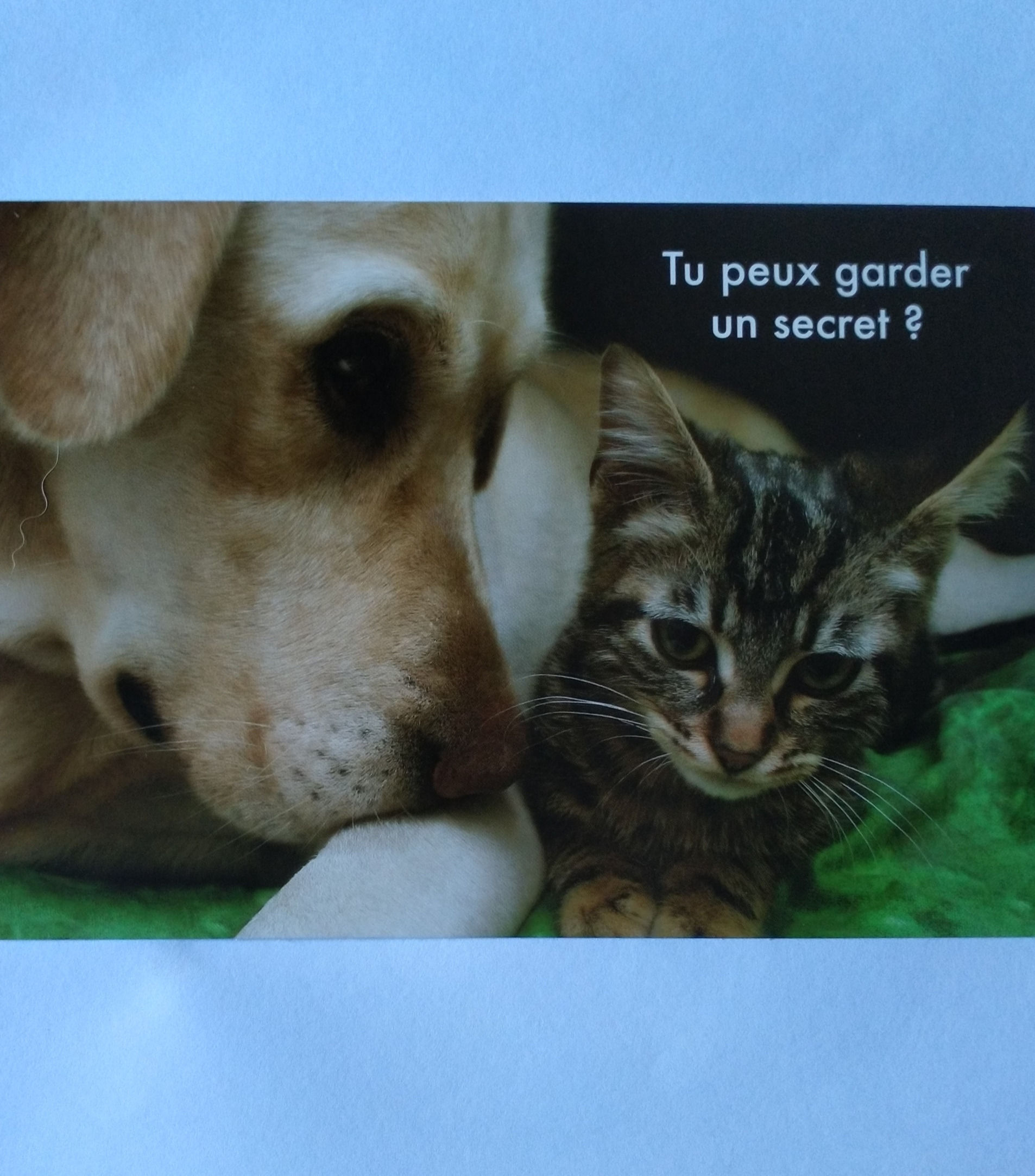 Carte chien chat secret