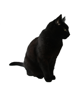 kisspng-havana-brown-kitten-black-cat-cl