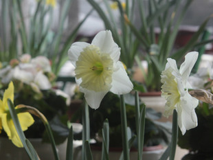 Are the Daffodils out yet?