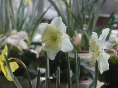 Daffodils Rein Supreme Where the Deer Roam