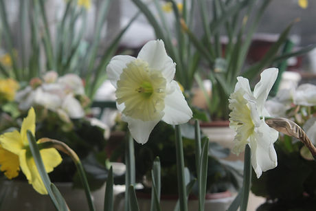 Yellow and White Daffodils
