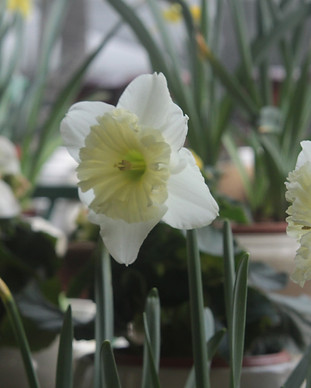 Yellow and White Daffodils
