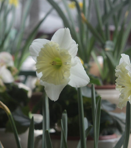 Yellow and White Daffodils