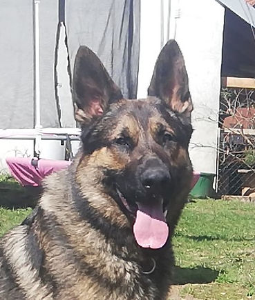 IMG_20200405_121202 (2).jpg