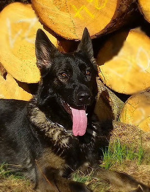20180806_082938_edited.jpg
