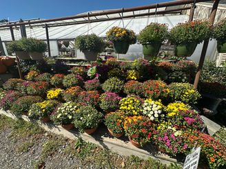 4 Inch Mums 6 Inch Mums Mums 8 Inch Mums 10 Inch Concord Mum Patios