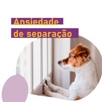 Ansiedade de Separação em Cães: 7 Dicas de Treino para Ajudar seu Cão a Ficar Sozinho