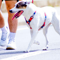 Primeiro Passeio com seu Cão?