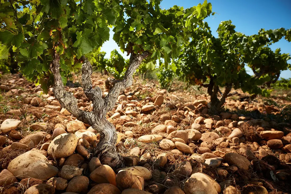 Wine Without Place: A Soulless Commodity Not Worth Drinking · image 2