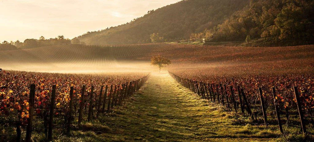 Inama: Breaking Ground Beyond Terroir · image 3
