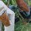 Thumbnail: Lil' Buddy - GardenTool Holster