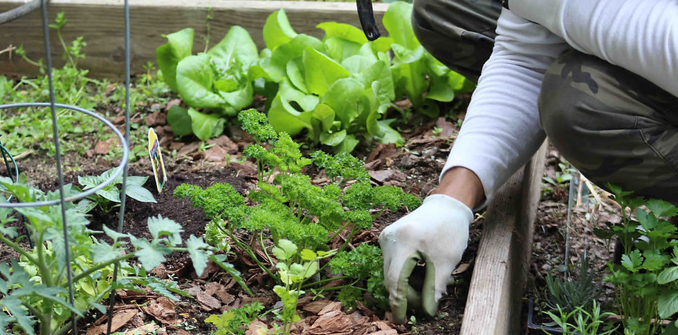 weeding_garden _01.jpg