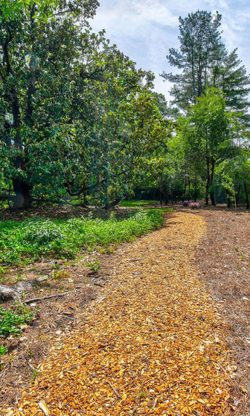 walking trail in the woods