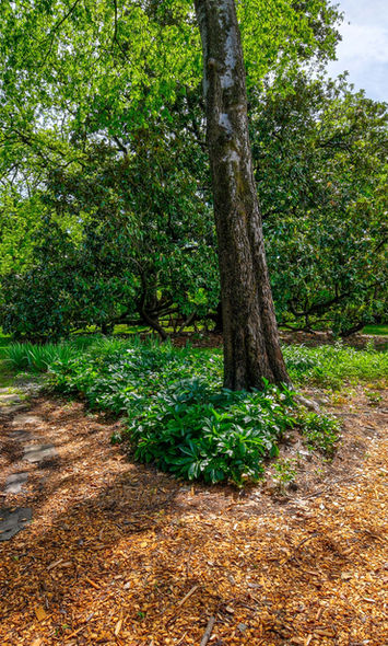 walking trail in the woods