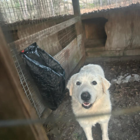 Animal Control | Leakesville MS