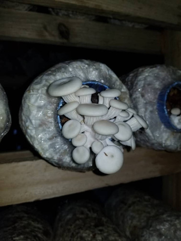 Oyster Mushroom