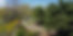 Arnold Arboretum Harvard