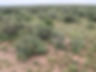 MESQUITE PASTURE.jpg