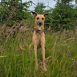 Luna, group dog walking client, sitting in long grass 
