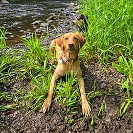 Willow, group dog walking client, enjoying riverside walk