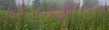 Close up of fireweed in Edinburgh Pentland Hills forest