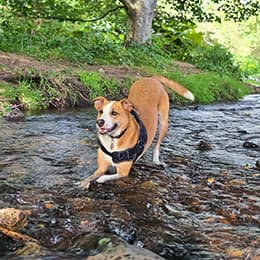 Gracie, dog trainer client, play bowing