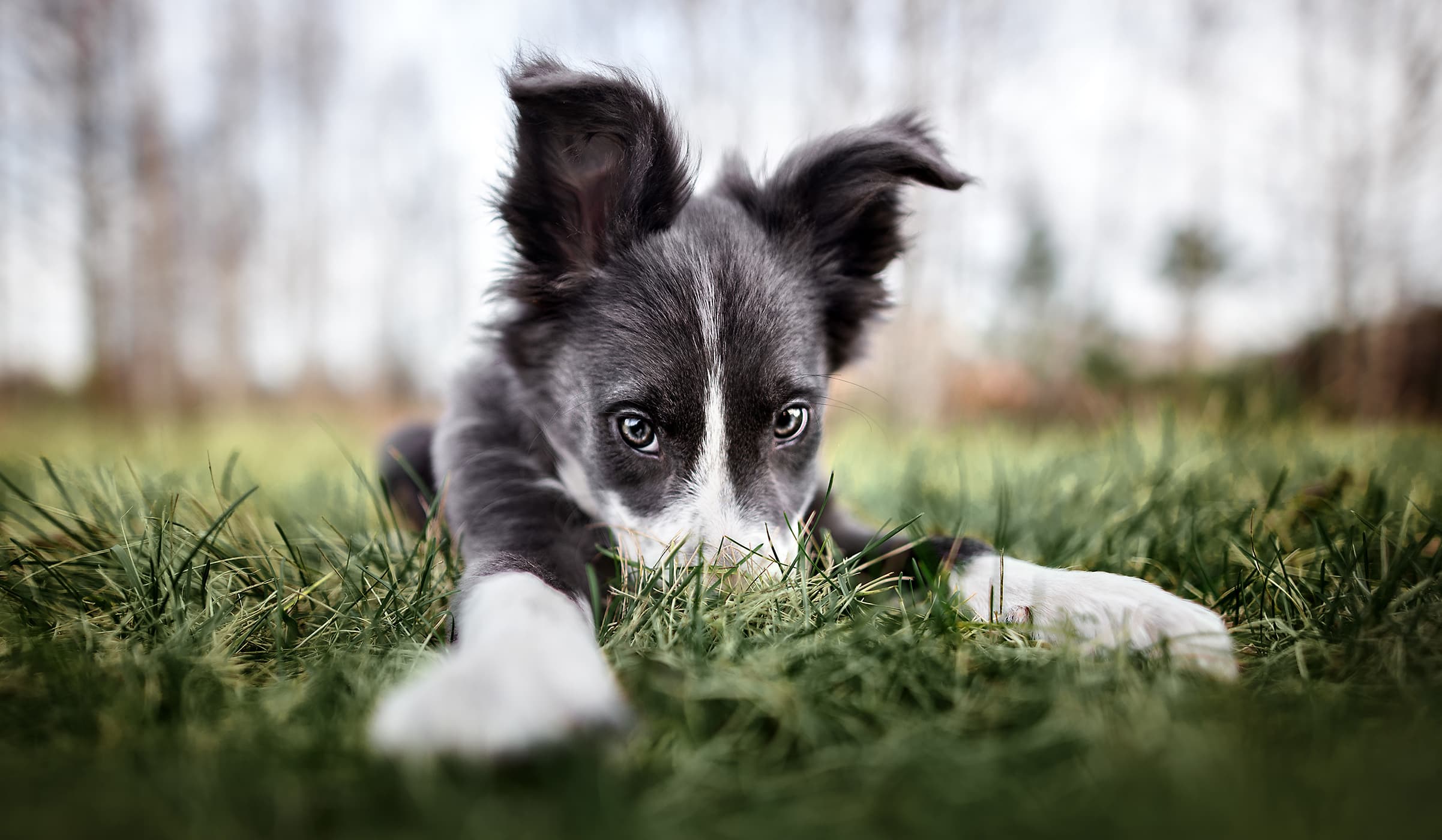 Young Collie puppy relaxes in the grass after a Training Taills puppy socialisation and training session.