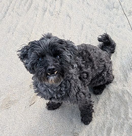 eddie-dog-wallking-review-training-trails.jpg