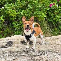 Popcorn, dog walking client, standing on driftwood