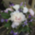 White Peony & Lavender Freesia