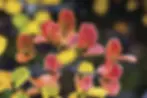 fagus