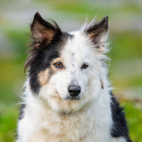 Black and white Border Collie