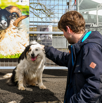 A person is showing love on a d