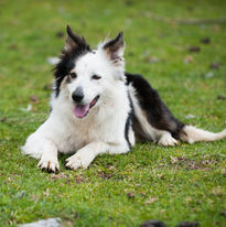 Black and white Border Collie lying on grass