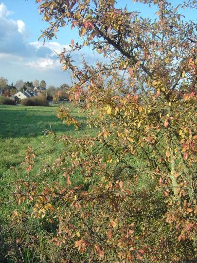 campagne