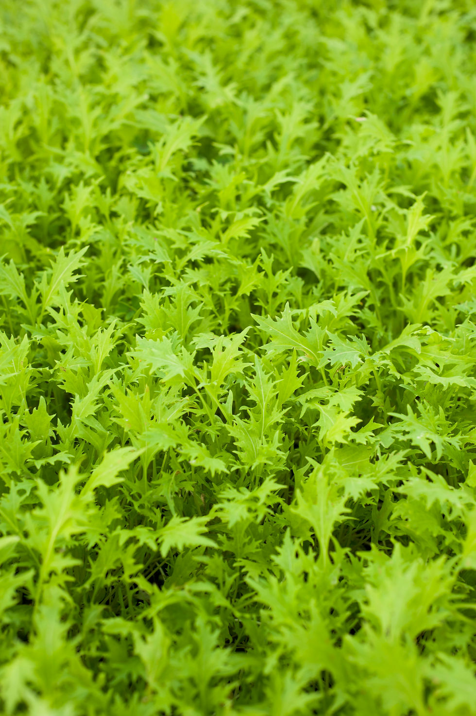 Μικρογραφία: Washed Baby Salad Mix