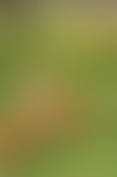 Η ζωή μίας πραγματικής κότας. - A true chickens life