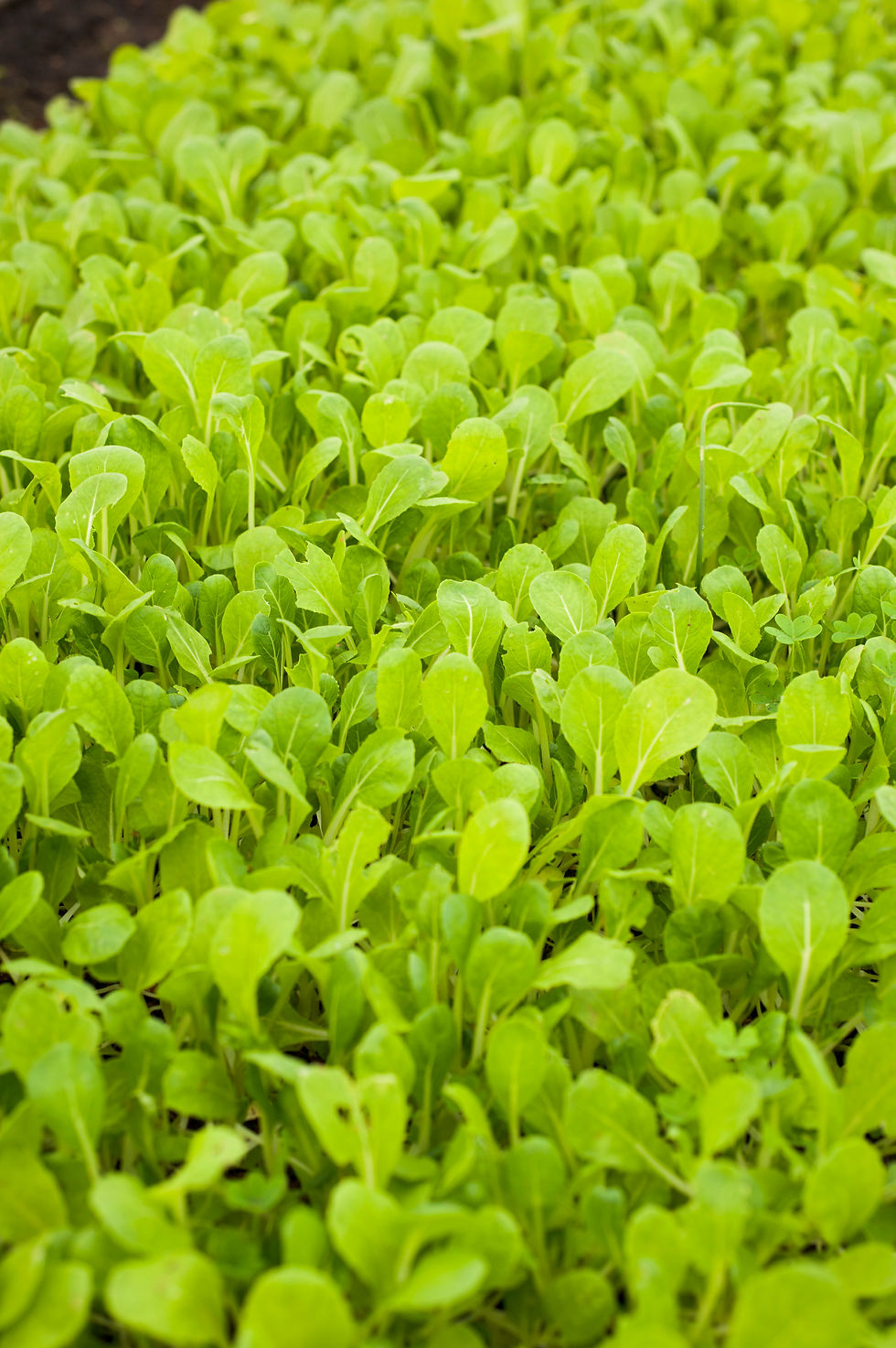 Μικρογραφία: Washed Baby Salad Mix