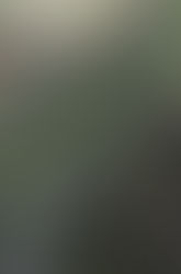 Thirds planting of carrots all came out