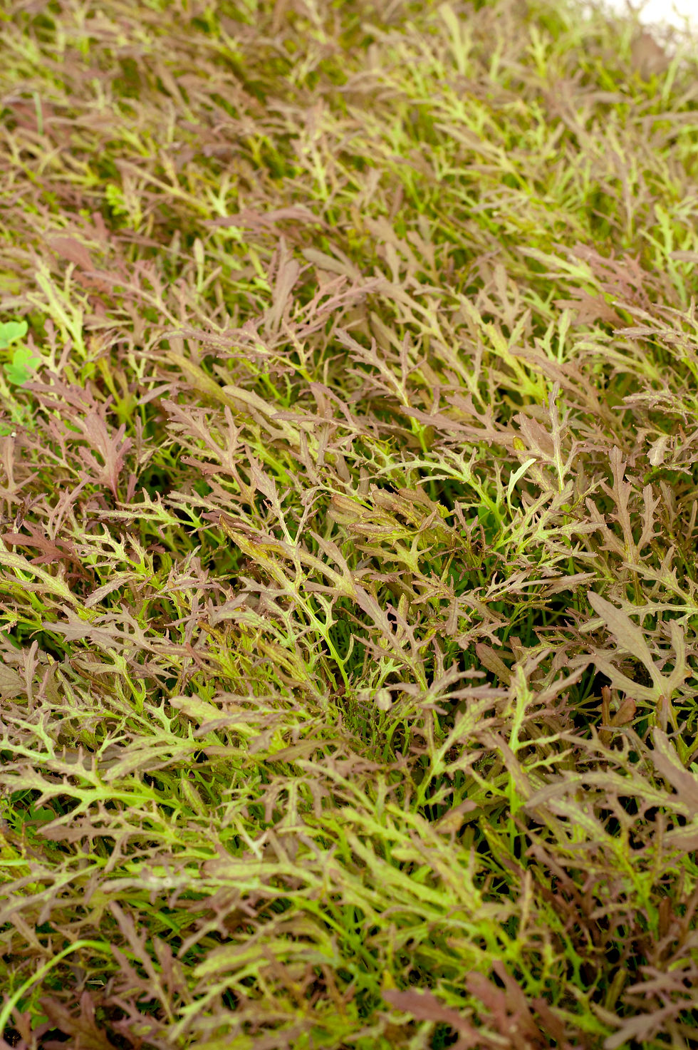 Μικρογραφία: Washed Baby Salad Mix