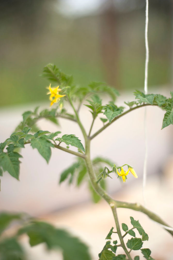 Ντομάτες, ντομάτες και περισσότερες ντομάτες - Tomatoes, tomatoes and more tomatoes