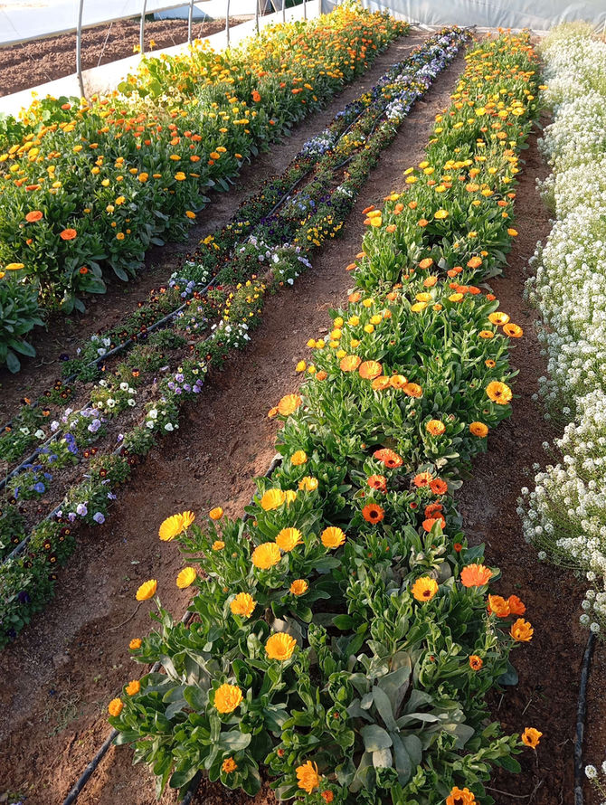 Βρώσιμα λουλούδια τώρα διαθέσιμο!!!
