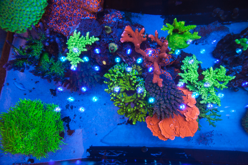 Underwater Creations, Inc. Custom Aquariums Minnesota