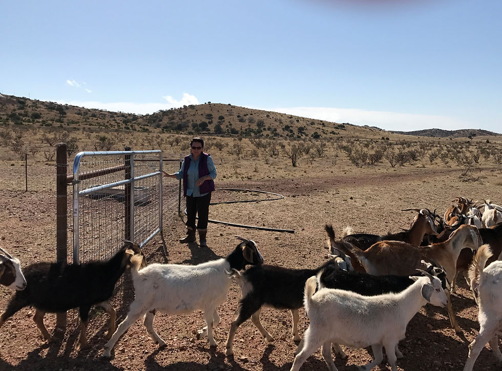Roxa, the Rancher