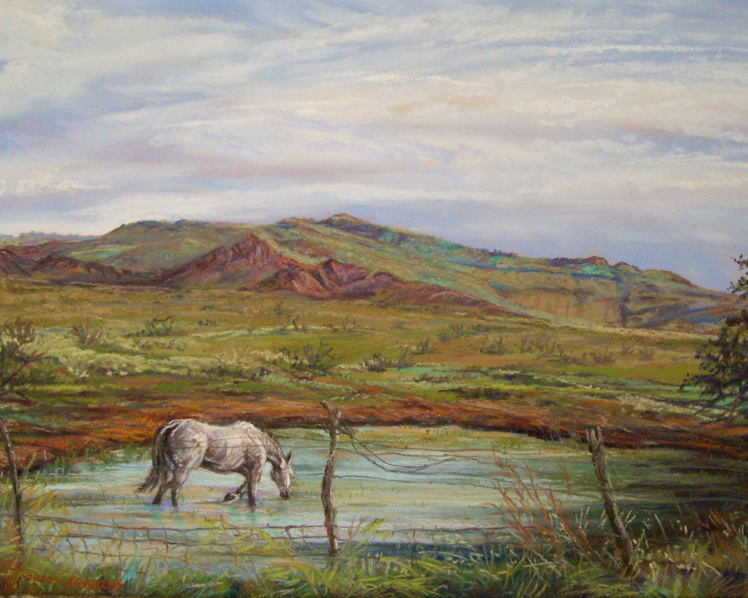 a white horse wades in a ranch tank Davis Mts landscape by Lindy Cook Severns